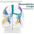 Anatomie Modell transparent Lunge Mensch Lungenmodell Anatomiemodell medmod