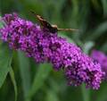 Hochstamm Sommerflieder African Queen 60-80cm - Buddleja