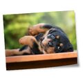 8x10" Drucke (ohne Rahmen) - Rottweiler Welpe Hund entspannend #46265