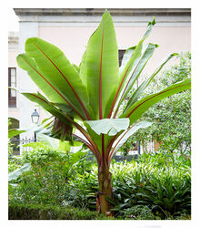 Winterharte Bananen Pflanze 'rot', 1 Pflanze Musa Basjoo Red Bananenbaum
