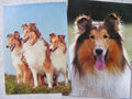 Postkarte Ansichtskarte Tiere alt aus Sammlung Hund Collie unbeschrieben retro