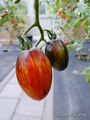 Shadow Boxing Tomate Samen