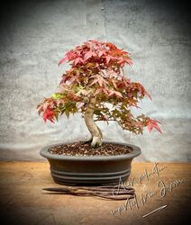 Acer palmatum 'Deshojo' - Japanischer Fächerahorn BONSAI / 26 Years Old