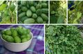 Mexikanische Minigurke Gurke Melone Kletterpflanze Balkon Kübel zum naschen 25 K