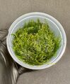 Vesicularia ferriei „Weeping Moss“ Aquarium Wasserpflanze Aquarium Aquascaping