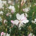 Prachtkerze  Gaura lindheimerii 'Whirling Butterflies'