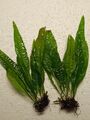 2 Bunde Microsorum pteropus 15 cm Javafarn Aquarienpflanze
