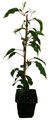4 x Mini-Kiwi Pflanzen SET - BAYERNKIWI - KENS RED - winterhart