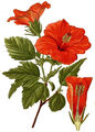 Hibiskus Kapseln (hibiscus sabdariffa) - 100 % ganz ohne Füllstoffe