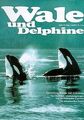 Wale und Delphine. Entwicklung, Biologie und Verbreitung... | Buch | Zustand gut
