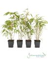 4 x Fargesia rufa - Bambus - idealer  Sichtschutz für Kübel und Hecken
