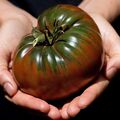Tomate BLACK KRIM - Schwarze Tomato 5+ Samen - Seeds- Graines - RIESEN! P 053