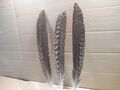 4  schwarz-bunte Pfauenfedern, Hutfedern, 29 cm  lang