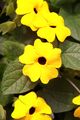 Schwarzäugige Susanne "Lukoma Bright Yellow" gelb - Pflegeleichte Rankpflanzen