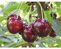 Bio Süßkirsche 'Sunburst' selbstfruchtend FloraSelf Bio Prunus avium 'Sunburst' 