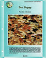 Der Guppy Poecilia reticulata / Aquariuminfokarte
