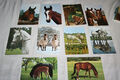 Pferdepostkarte, AK Pferde, 10 Stück Set D 7 Engadin