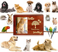 Große Haustier Gedenk Urne für Hunde Erinnerungsbox Holz mit Fotorahmen NEU OVP