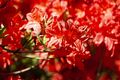 Sommergrüne Azalee 'Fireball' Rhododendron lut. 'Fireball' 5L 40-  50
