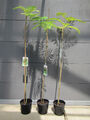 Albizia julibrissin 'Rosea' - Seidenbaum - Pflanze 60-80cm - Winterhart