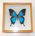 Schmetterling Papilio Ulysses Ambon