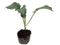 Blumenkohl Jungpflanzen - Brassica oleracea var.