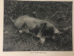 Antiker Druck Maulwurf nächtliche Tiere Fotodruck 1931