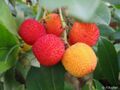 SAMEN winterharter ERDBEERBAUM ganzjährig leckeres Obst schnellwüchsig selten
