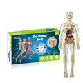 Menschliches Stativ Skelett Modell Anatomie Torso Anatomie Modell Lehrmodell 3D