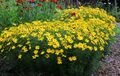 Mädchenauge 'Zagreb' Coreopsis verticillata Staude  im 1 Liter Topf