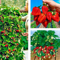 Erdbeerpflanzen Albion - Hänge-Erdbeere - Immertragende Erdbeeren - 10 Pflanzen 