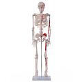 Anatomie Skelett, ca. 85cm mit Muskelbemalung - menschliches Skelett