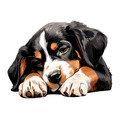 XXL Schlafender Hund Entlebucher Sennenhund Auto Aufkleber Hunde Großer Sticker