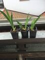 Schwertlilie, Iris, bordeaux - farbig blühende  Pflanze, eingetopft, 