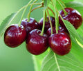 Süsskirsche Sunburst Kirschbaum süsse rote Früchte 125-150 cm 7.5 l Topf, Dehner