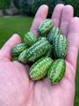 20 Samen Mexikanische Mini-Gurke  -Melothria scabra- Mini Melone Saatgut Deko