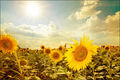 VINYL Fototapete XXL TAPETE Sonnenblumen in der Sonne 1027