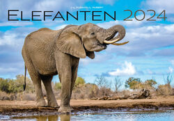 Kalender Elefanten 2024 | AFRIKA WILDNIS SANFTE RIESEN