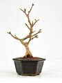 Bonsai Dreispitzahorn - Acer buergerianum Shohin 15cm    