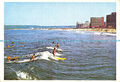 D188200 Südafrika. Surfen entlang der Küste von Durban. Protea Colou