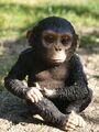 Schimpanse Deko Figur Affe Baby Gorilla wetterfest Gartenfigur HOTANT NEU