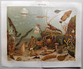 Aquarium, Fische, Schwämme u.a. - Chromolithografie C. Merculiano um 1899