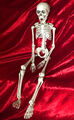 Skelett Halloween Anatomie / Bewegliches Menschliches 50cm 