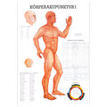 Körperakupunktur I Mini-Poster Anatomie 34x24 cm medizinische Lehrmittel