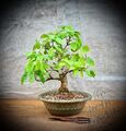 Acer tataricum - Tatarischer Steppen-Ahorn BONSAI / 20 Years Old