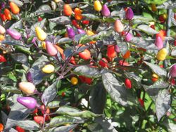 Chilisamen bunter Bolivian Rainbow Chili Chilli  neue Ernte super Optik Top 🌶️