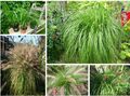 Lampen- Pfeifenputzergras  Pennisetum  30+ Samen Herbstblüher mehrjährig