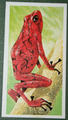 ARROW POISON FROG illustrierte Wildtierkarte AD03M