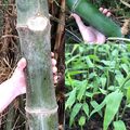 Riesenbambus 100+ Samen  -Wächst in Rekordgeschwindigkeit-  *Keimrate ca 90%* 