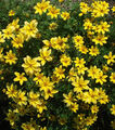 Zweizahn Goldmarie, gelb blühend, Bidens, 50-80cm, Bienenweide, 50 Samen